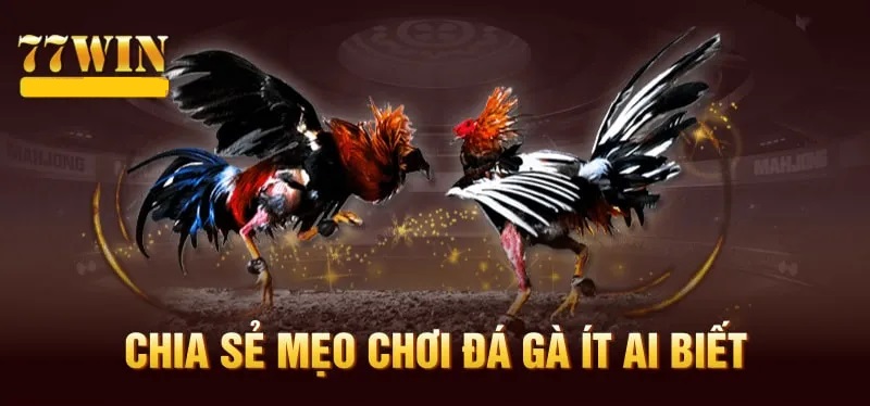 Mẹo chơi đá gà 77WIN giúp thành viên đạt thưởng khủng