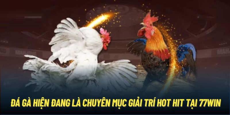 Một vài lý do tạo nên sức hấp dẫn của đá gà 77WIN